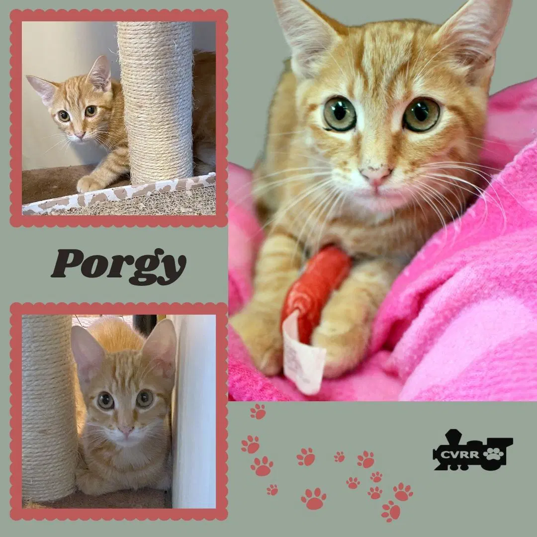 Porgy Kitten - Tabby