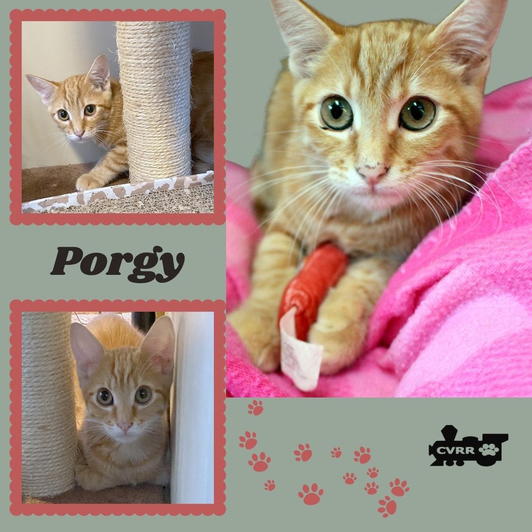 Porgy Kitten