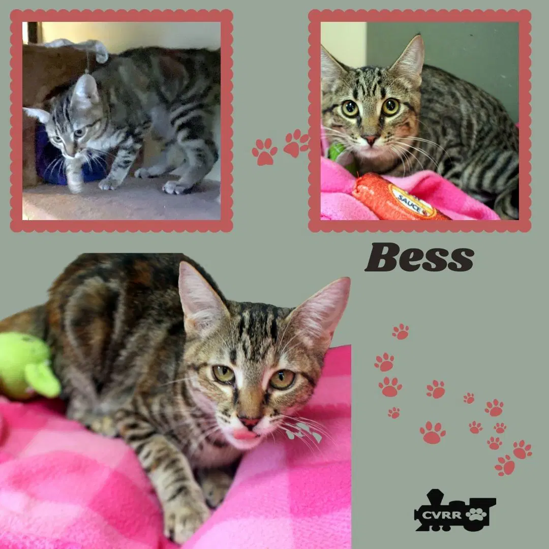 Bess Kitten - Tabby
