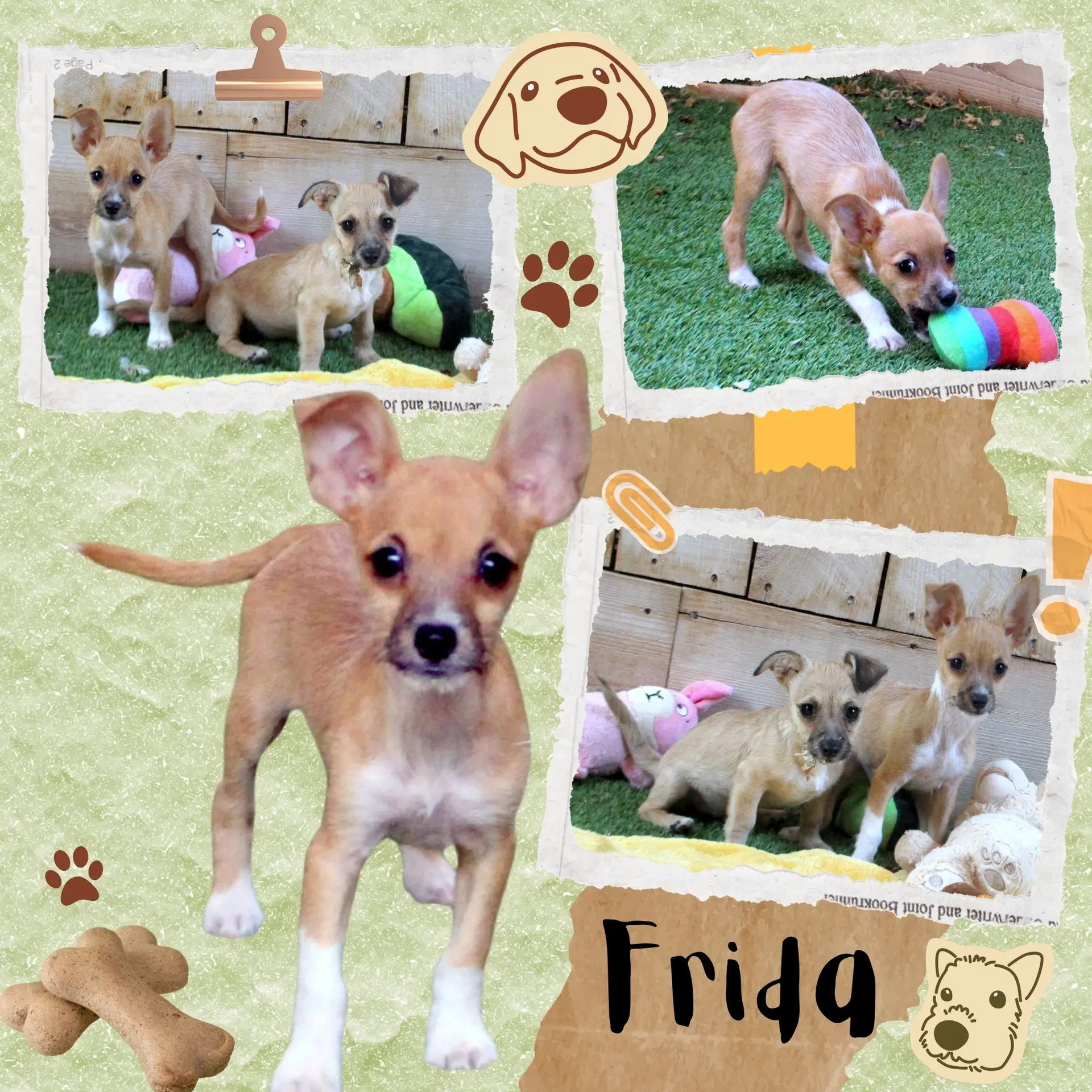 Frida Puppy - Chihuahua