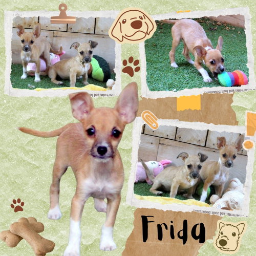 Frida (Puppy), an adoptable dog