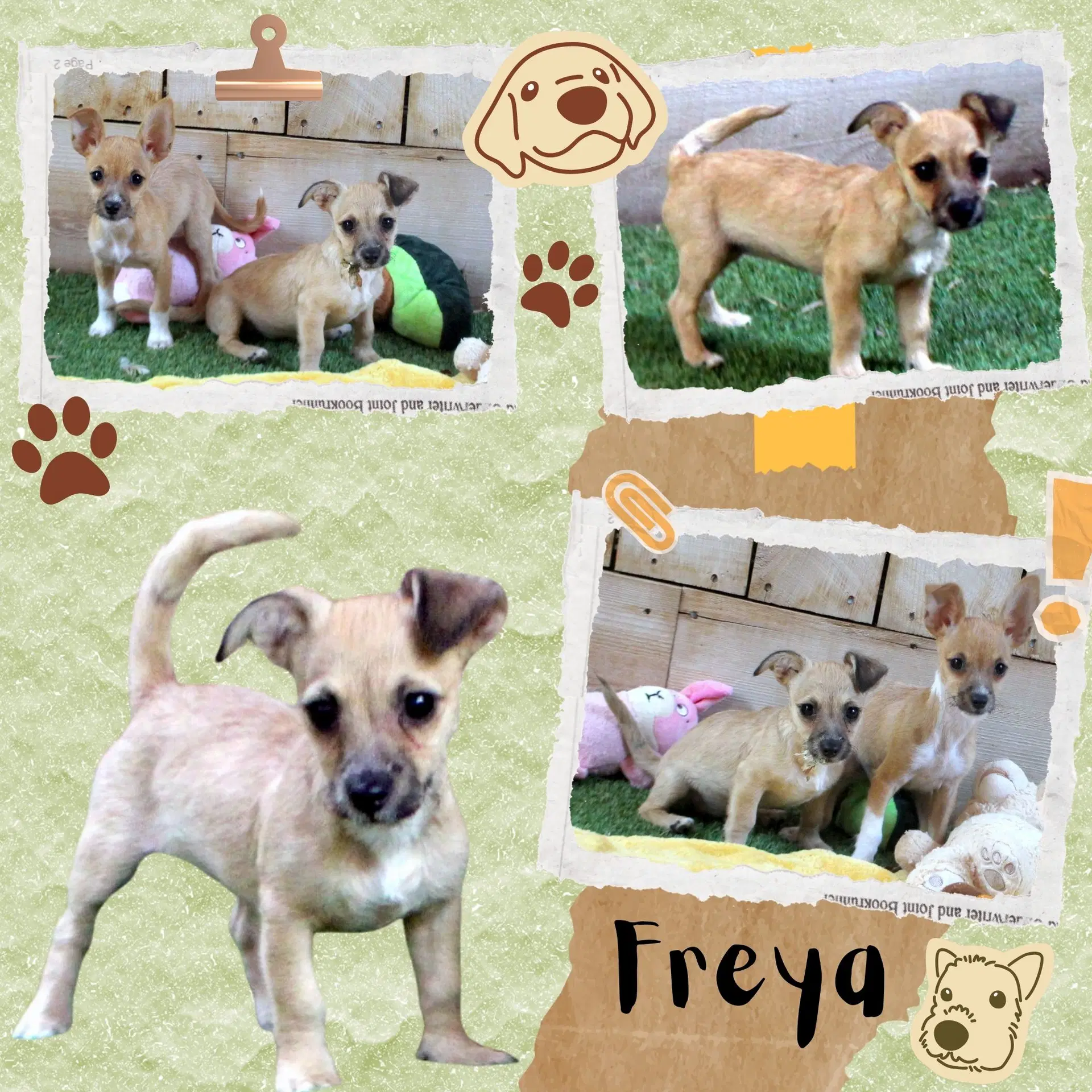 Freya Puppy - Chihuahua