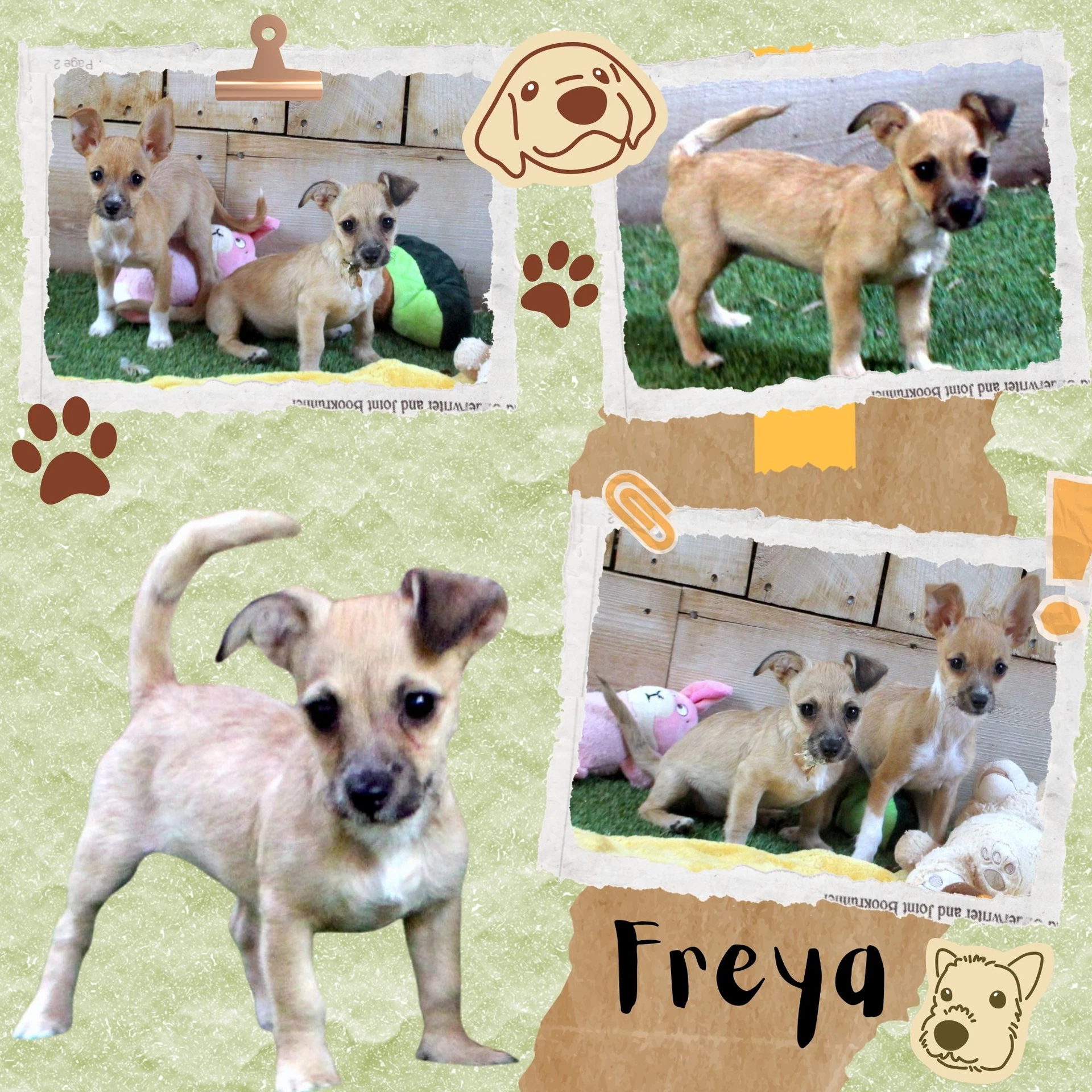 Freya Puppy