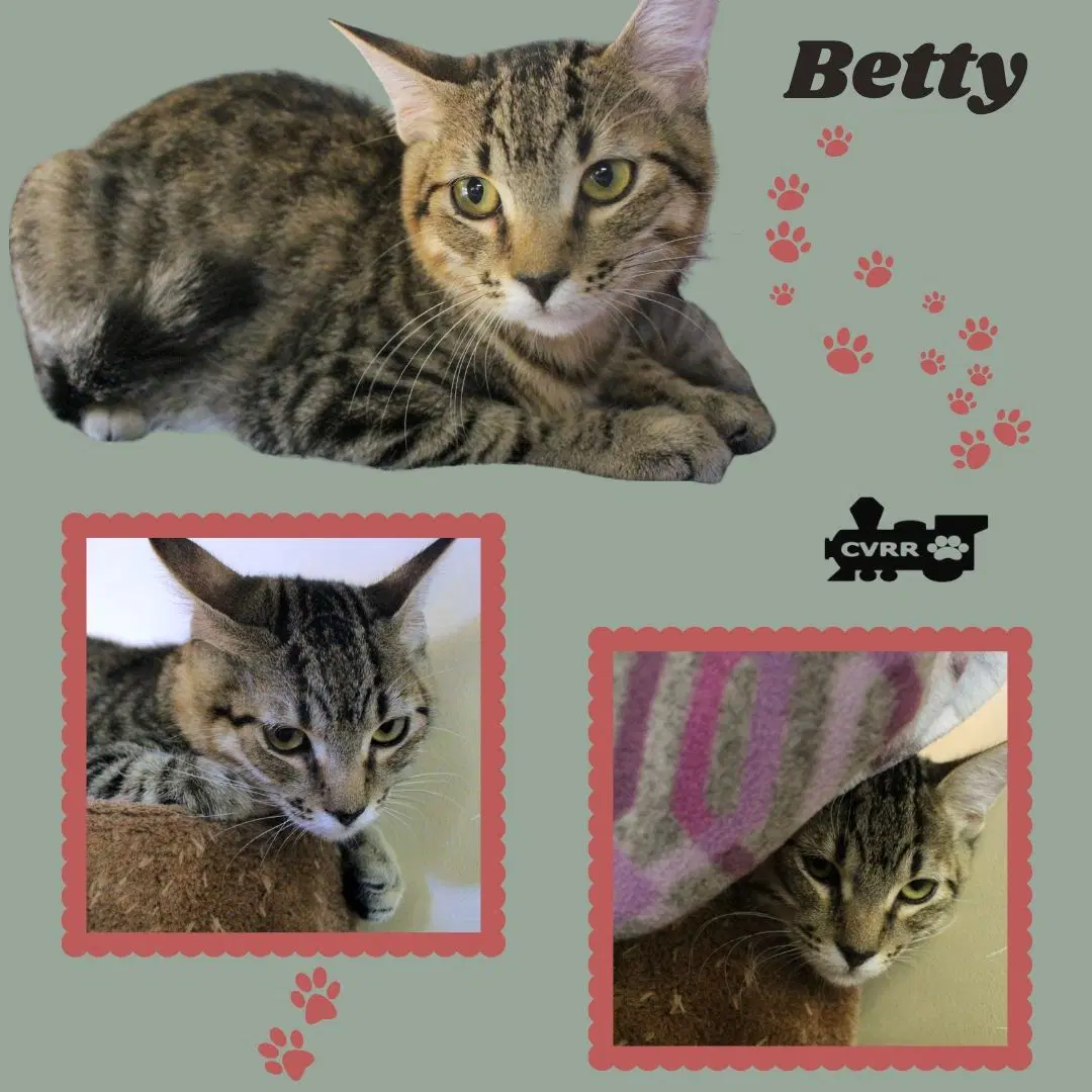 Betty Kitten image 1