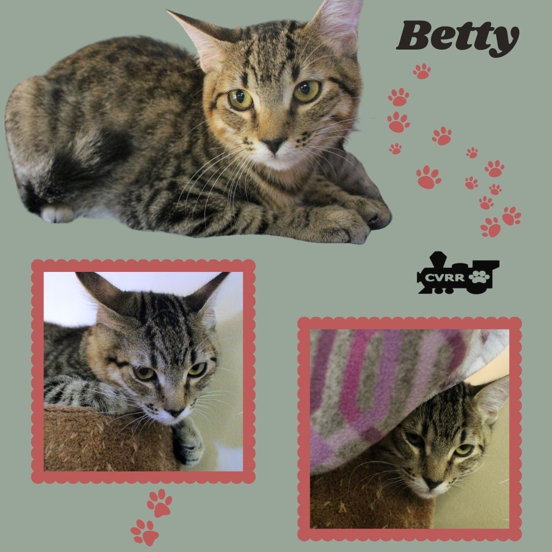 Betty Kitten