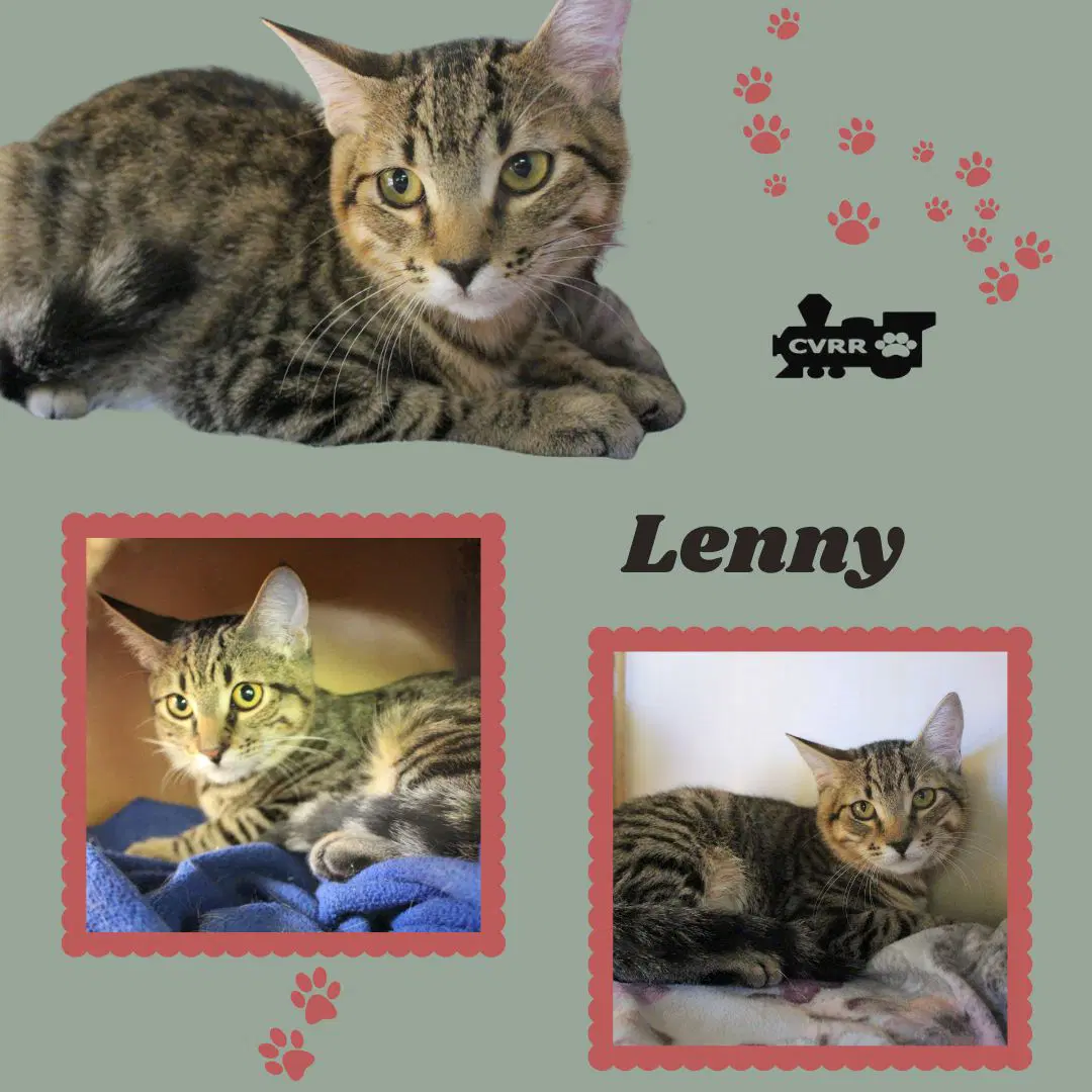 Lenny Kitten - Tabby