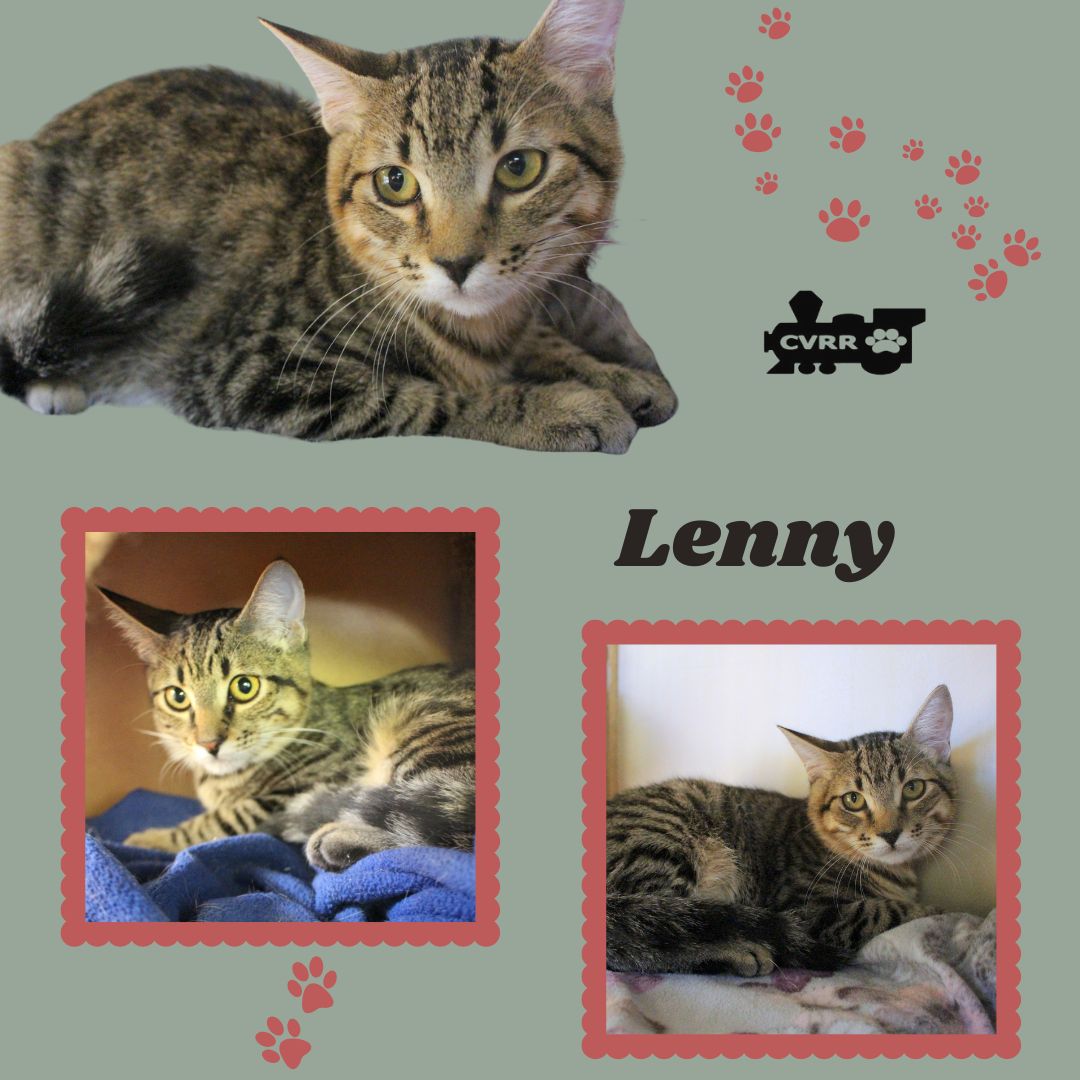 Lenny Kitten