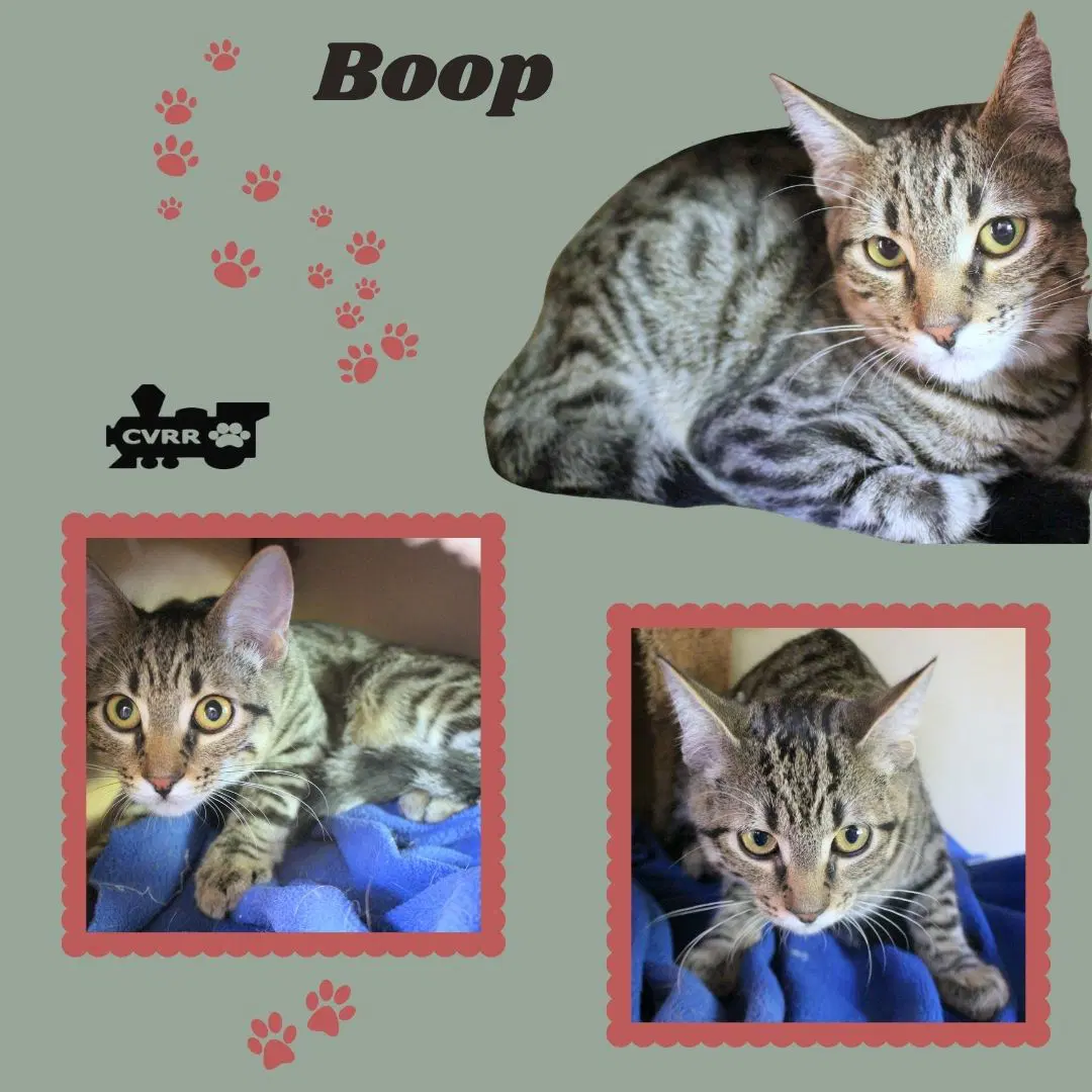 Boop Kitten - Tabby