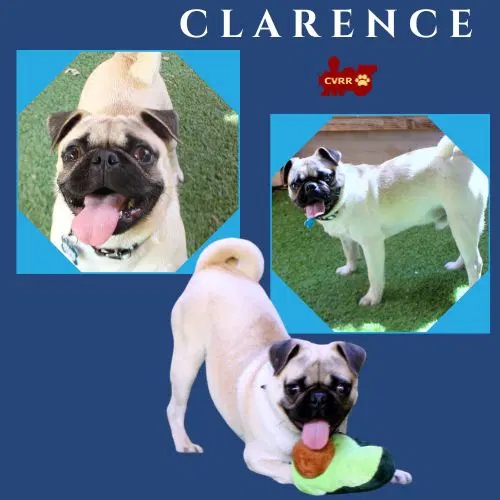 Clarence Ritzy - Pug