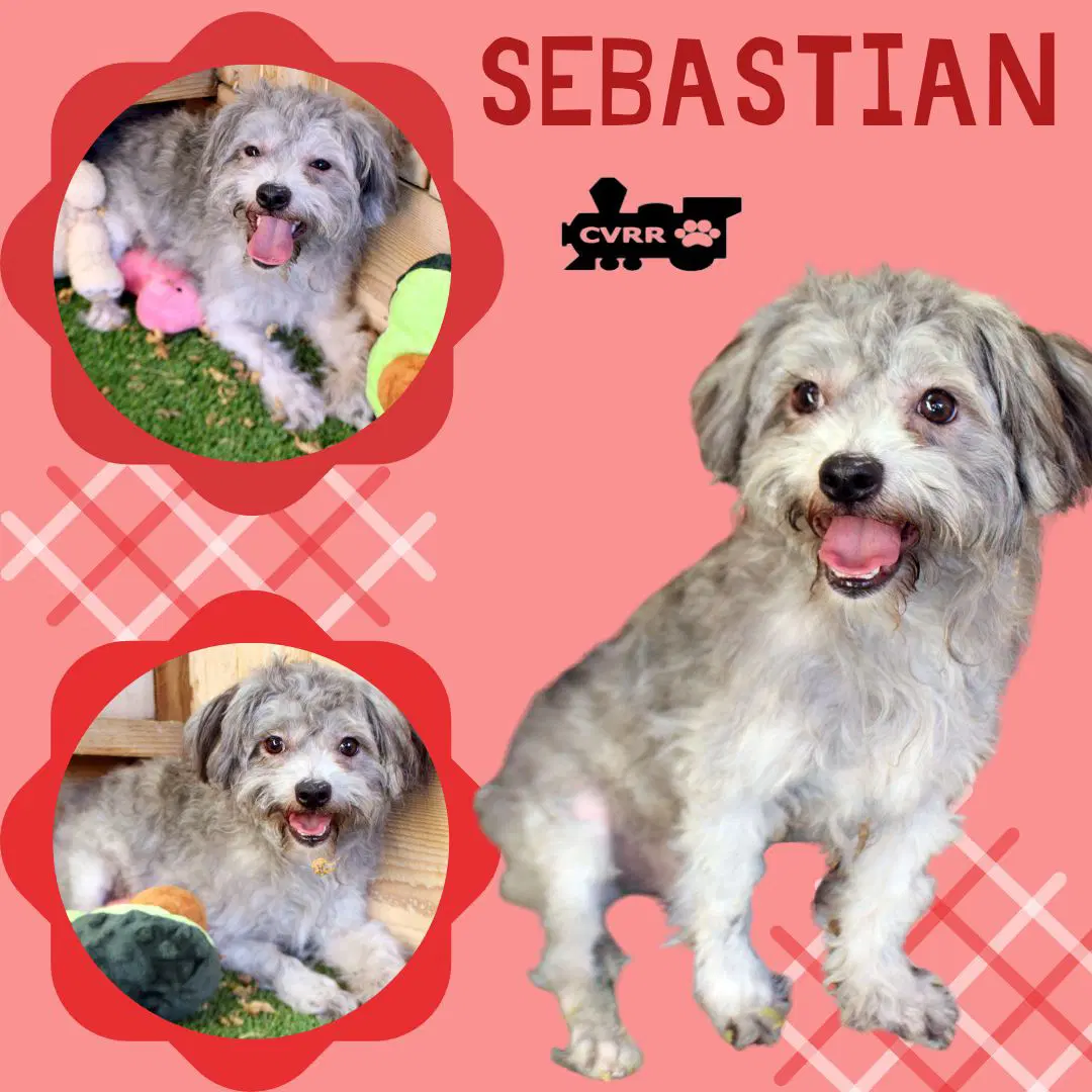 Sebastian Ritzy - Silky Terrier