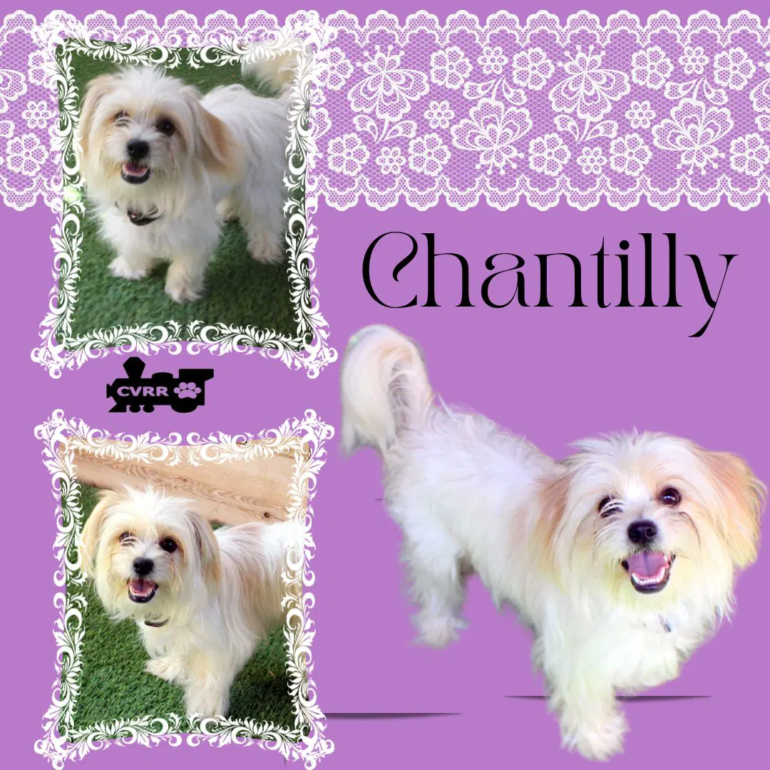 Chantilly Ritzy - Lhasa Apso