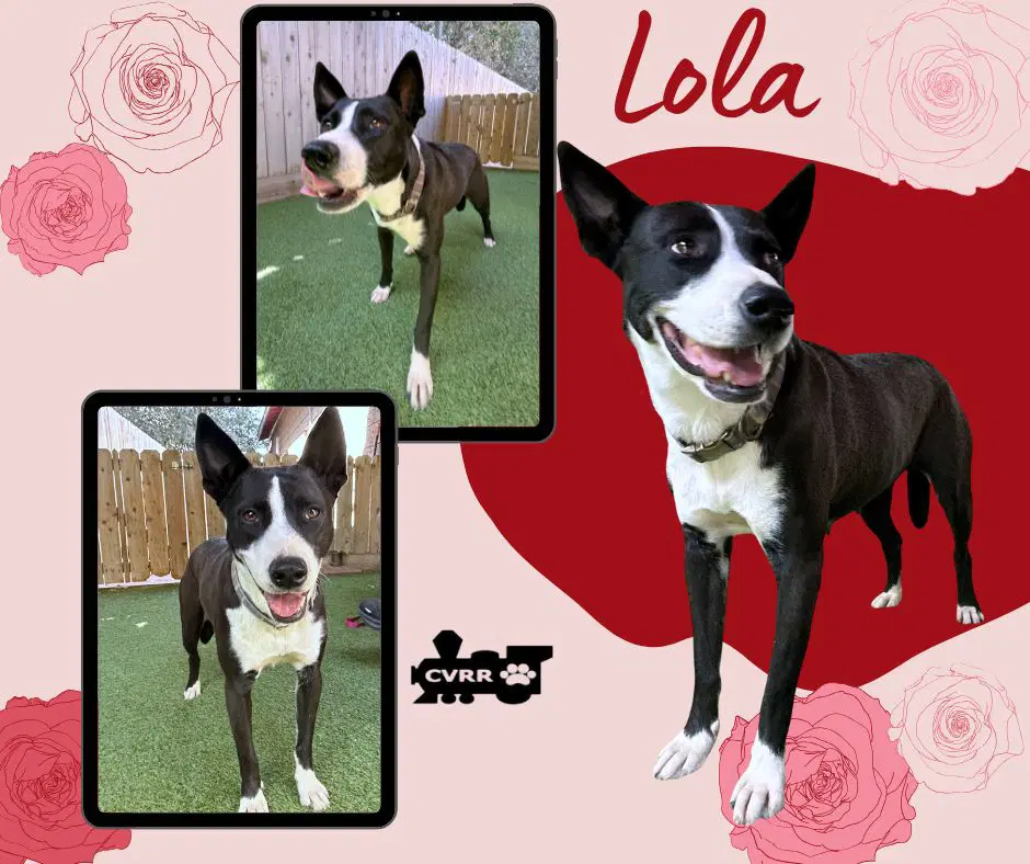 Lola - McNab