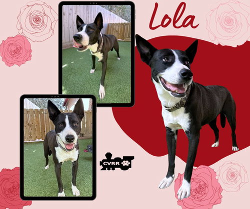 Lola, an adoptable dog