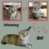 Mumsy (Cat)