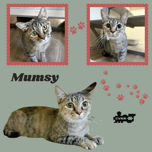 picture of the cat needing adoption