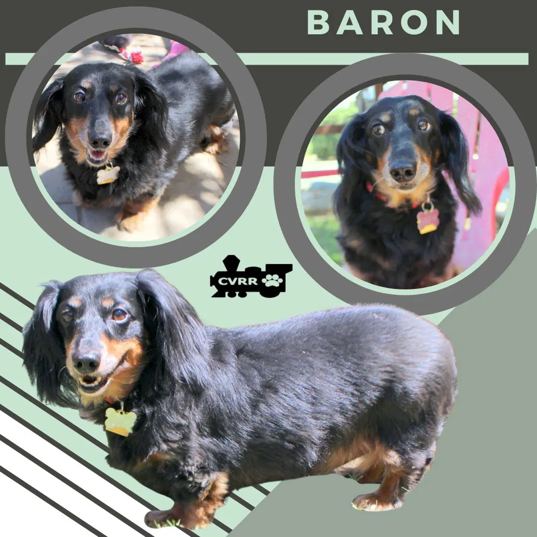 Baron Ritzy-Grandpaws - Dachshund