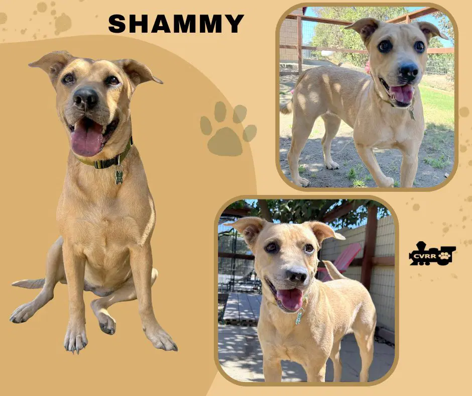 Shammy - Terrier