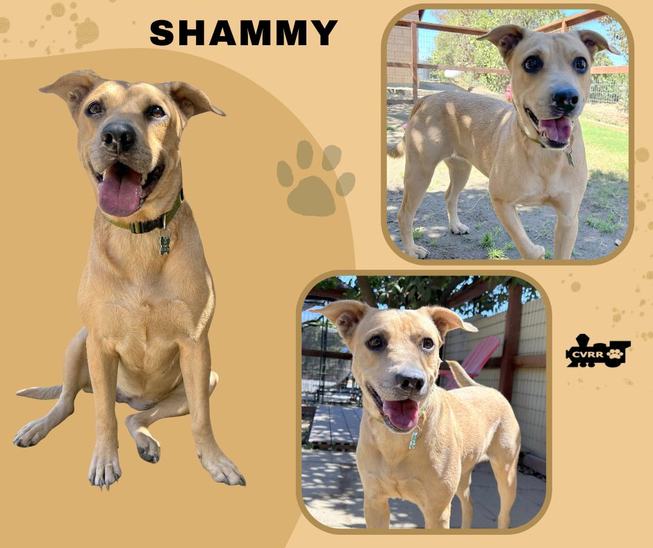 Shammy