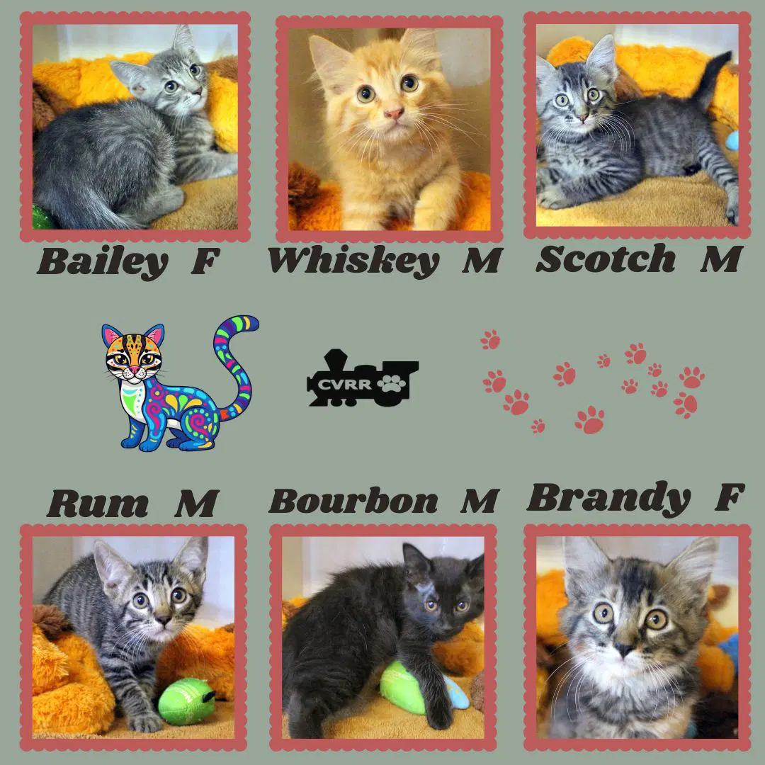 Whiskey Kittens image 1