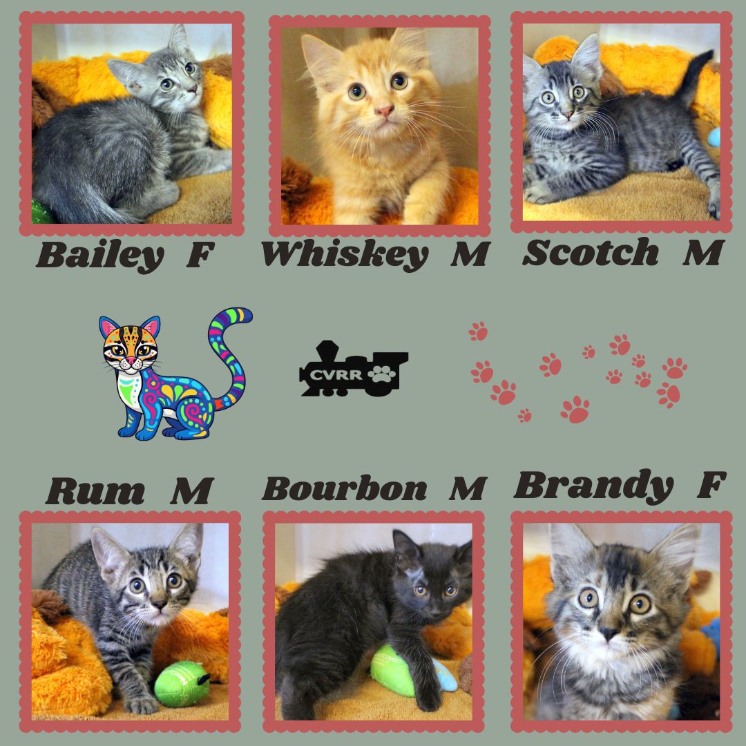 Whiskey Kittens