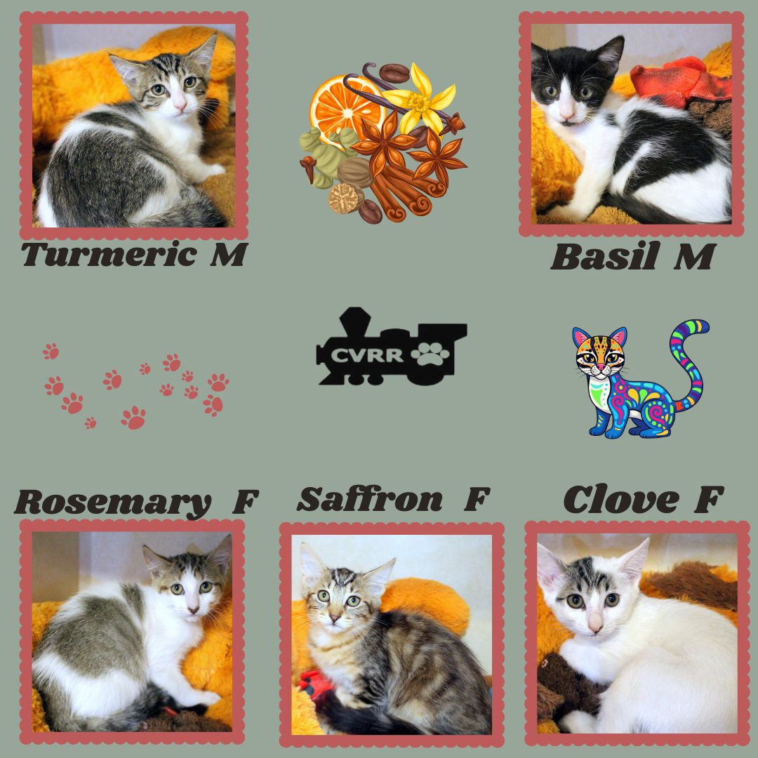 Spice Kittens