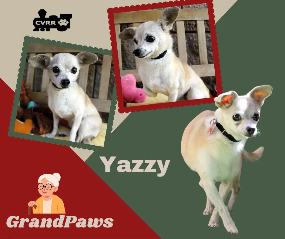 Yazzy Grandpaws - Chihuahua