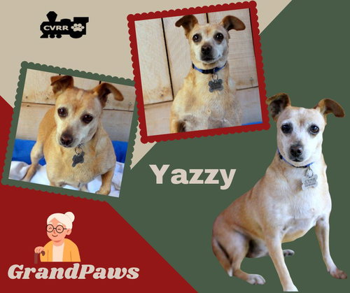 Yazzy (GrandPaws), a dog for adoption from Central Valley Rescue Railroad