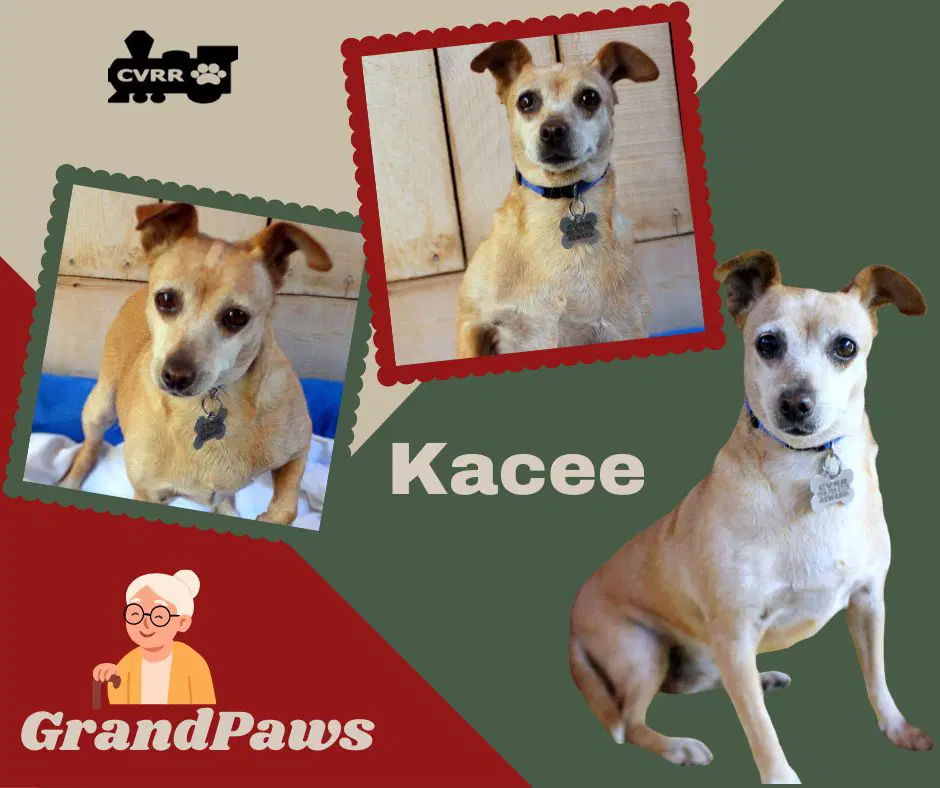 Kacee Grandpaws - Chihuahua