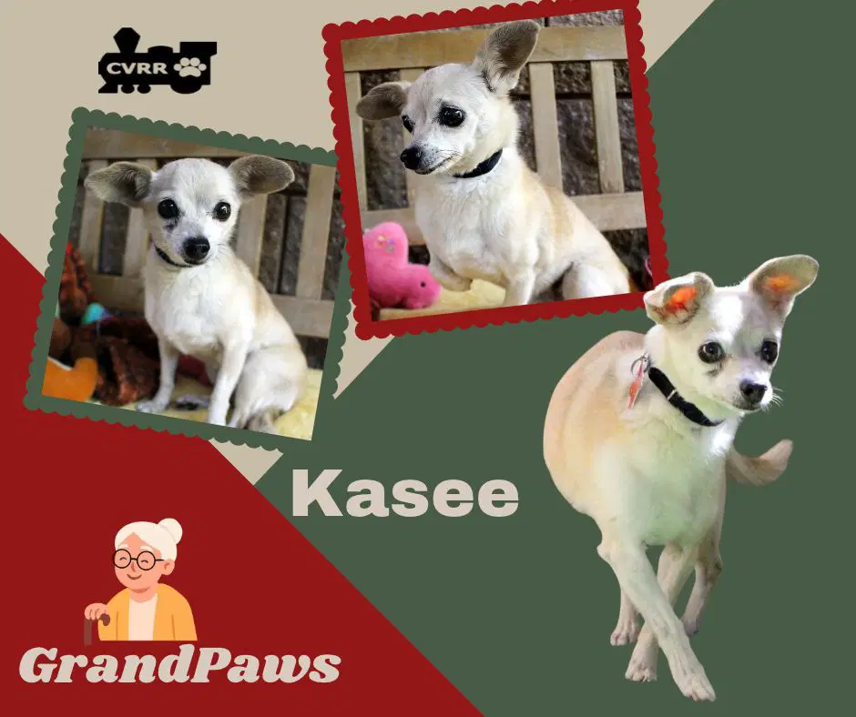 Kacee Grandpaws - Chihuahua