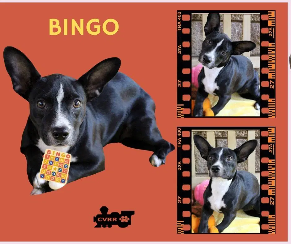 Bingo Puppy - Boston Terrier