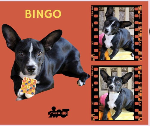 Bingo (Puppy), an adoptable dog