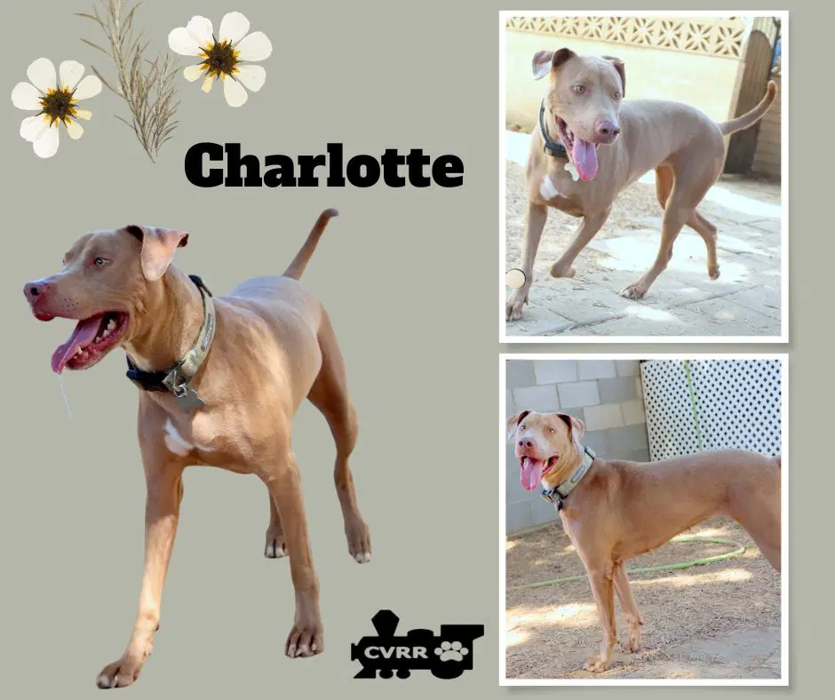 Charlotte - Weimaraner