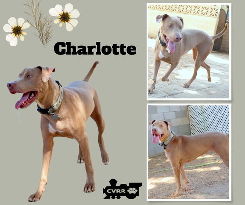 Charlotte, an adoptable dog