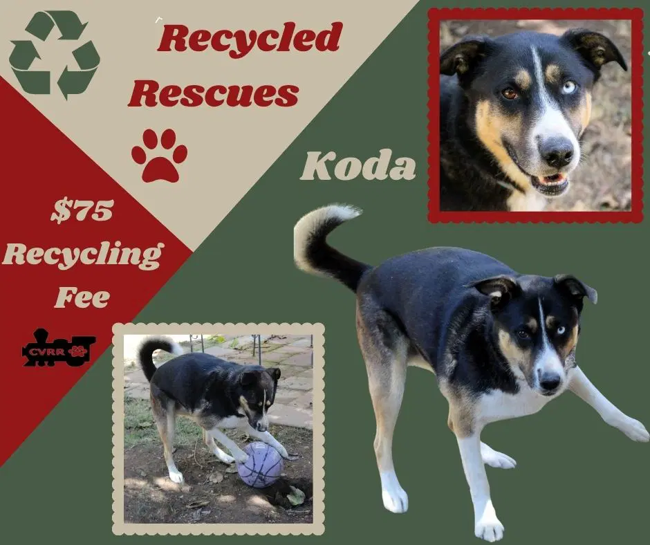 Koda Recycle - Shepherd