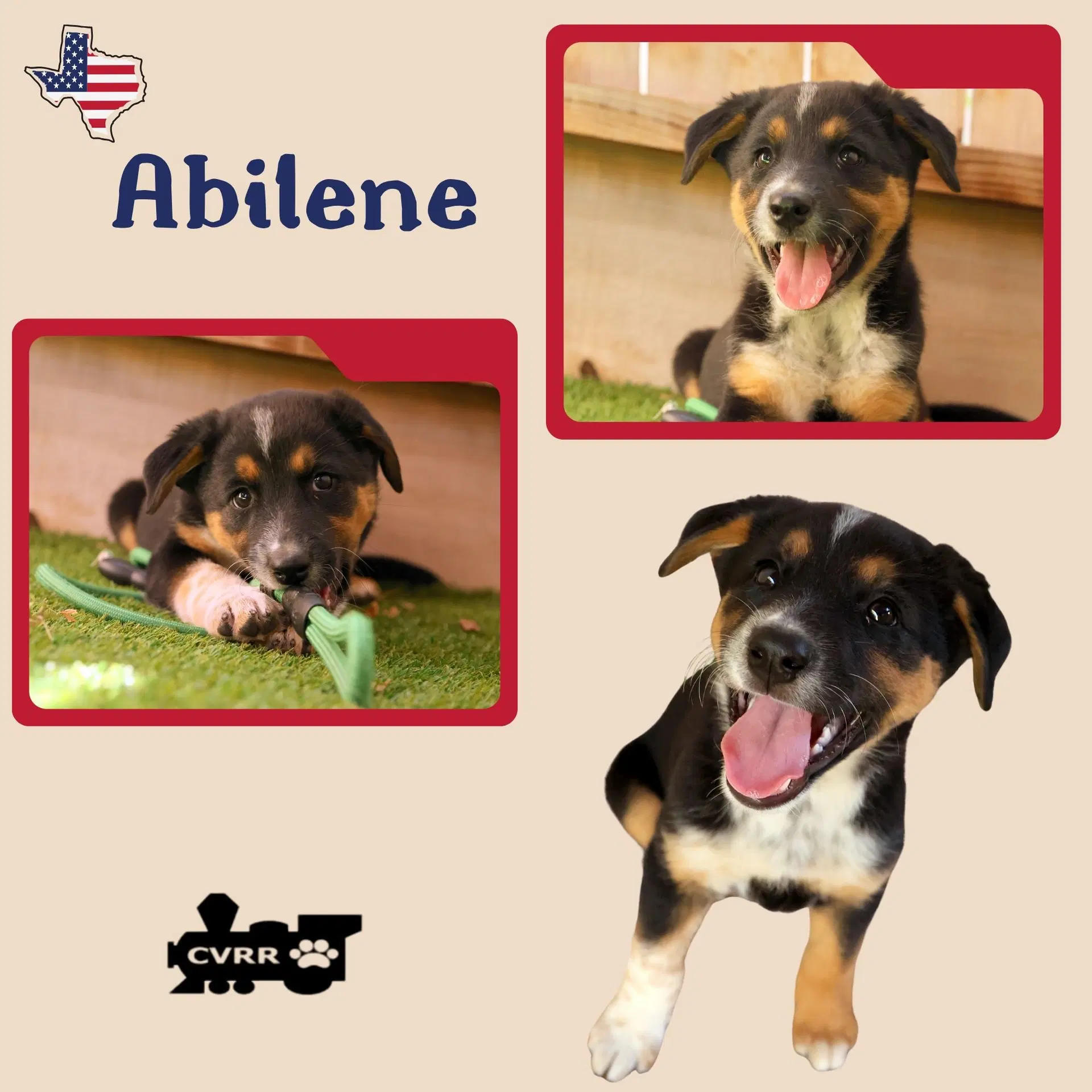 Abilene Puppy - Australian Cattle Dog/Blue Heeler
