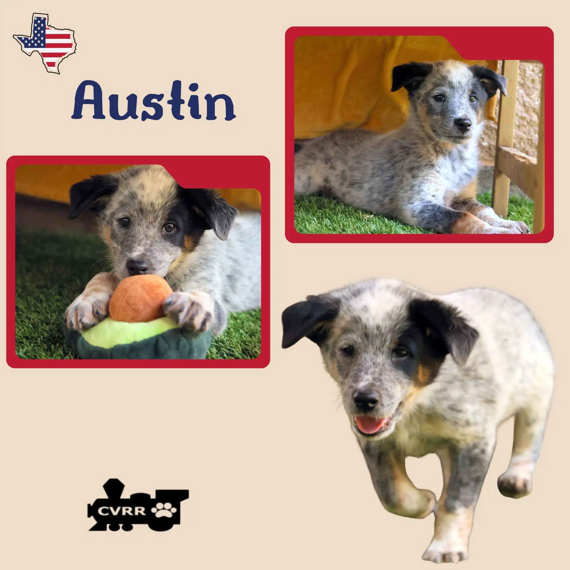 Austin Puppy - Australian Cattle Dog/Blue Heeler