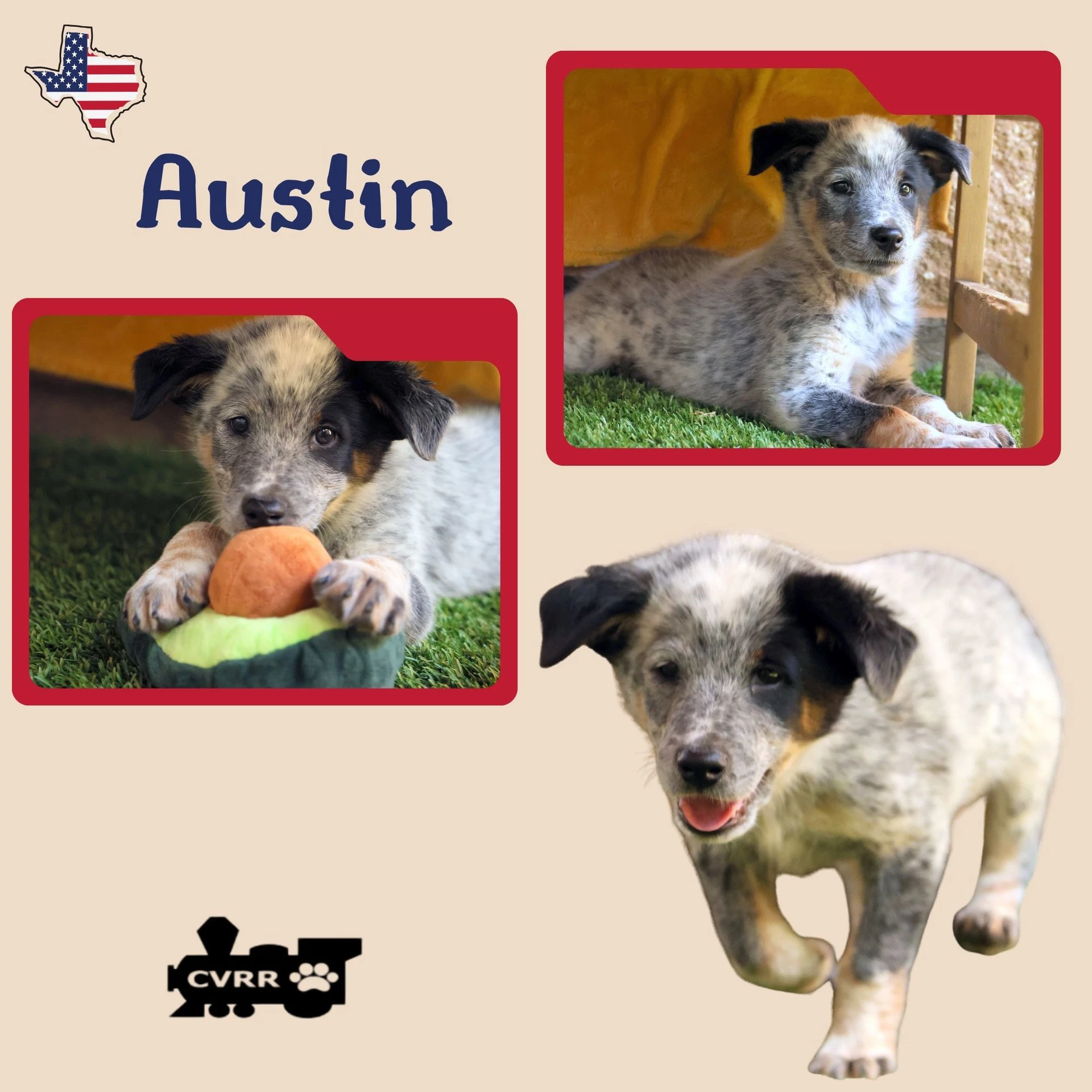 Austin Puppy