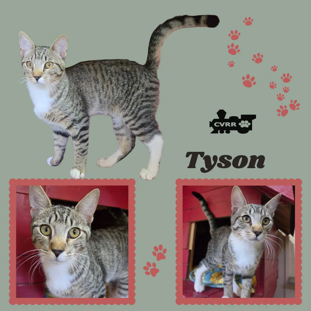 Tyson Kitten - Tabby