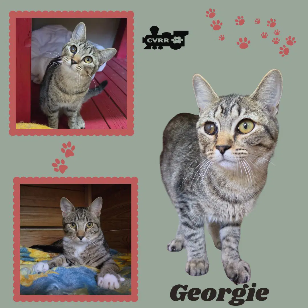 Georgie Kitten - Tabby