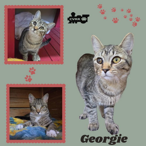 Georgie (Kitten), a cat for adoption from Central Valley Rescue Railroad