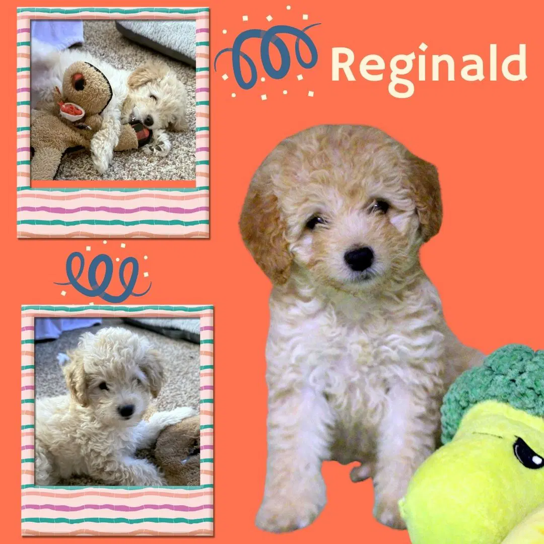 Reginald Posh Puppy - Bichon Frise