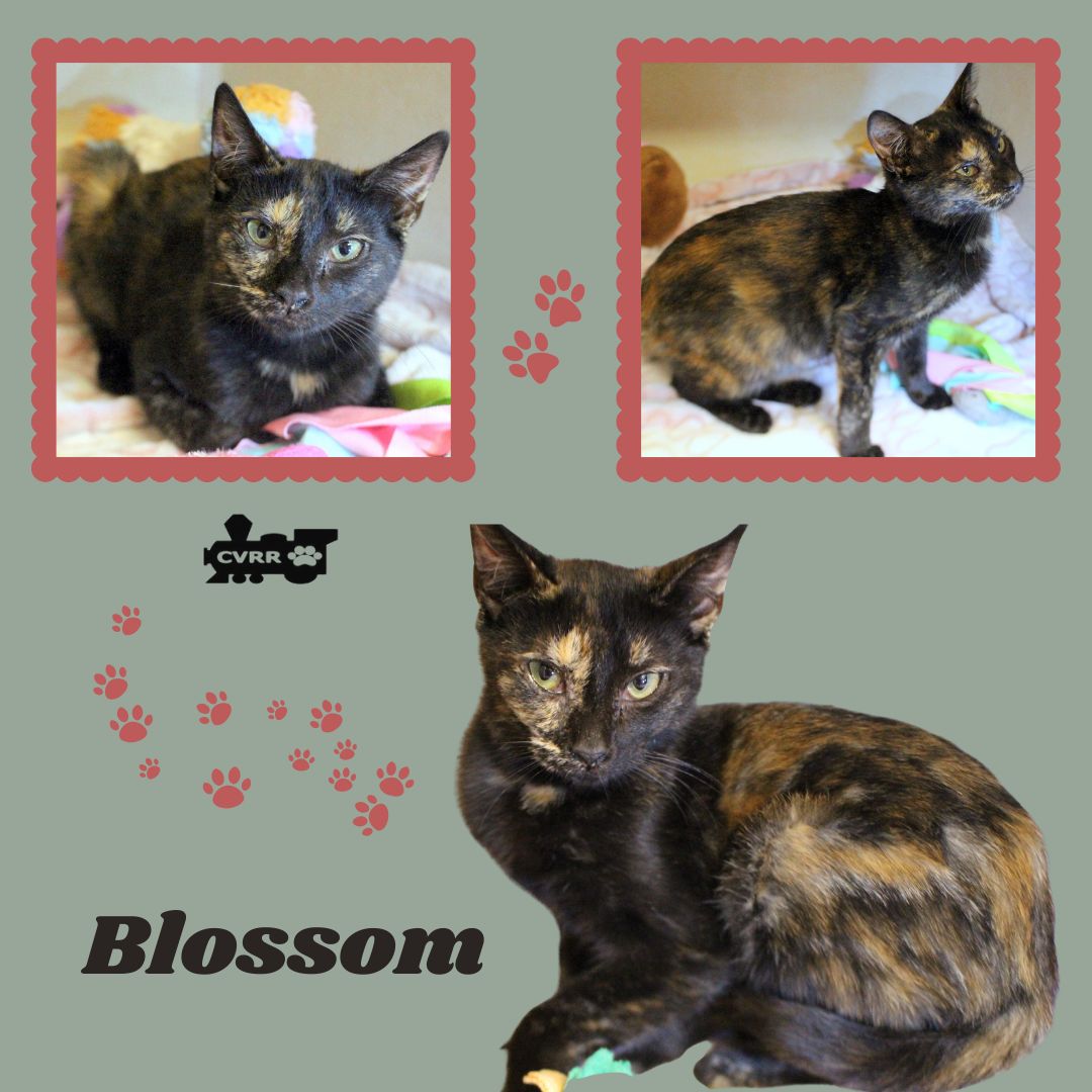 Blossom Kitten