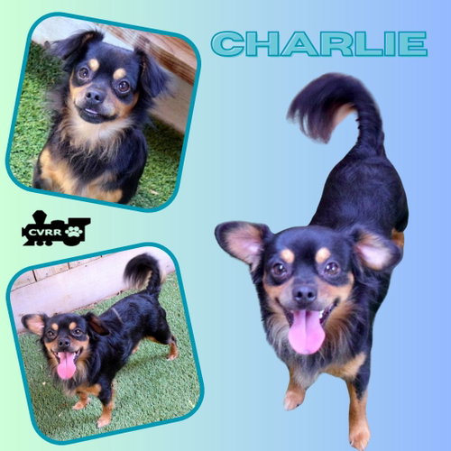 Charlie, an adoptable dog