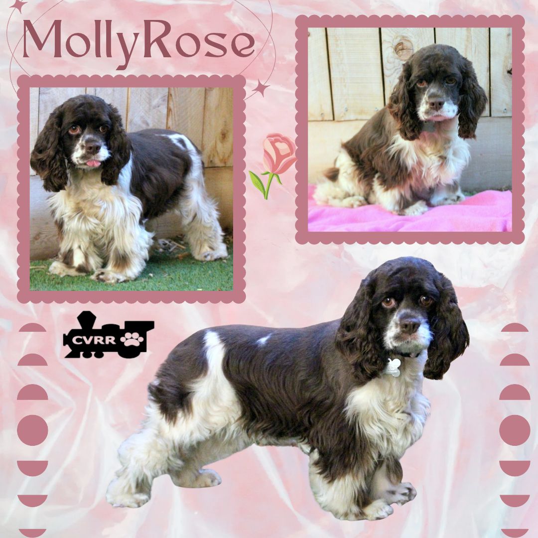 Molly Rose (Ritzy), Cocker Spaniel