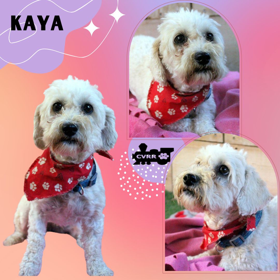 Kaya (Ritzy), Maltese