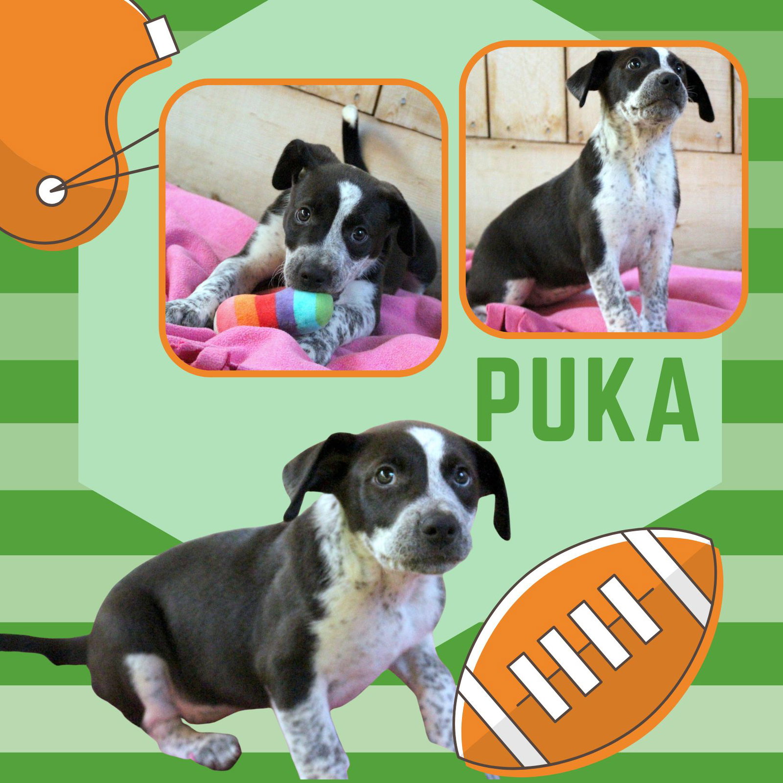 Puka (Puppy), Australian Cattle Dog/Blue Heeler