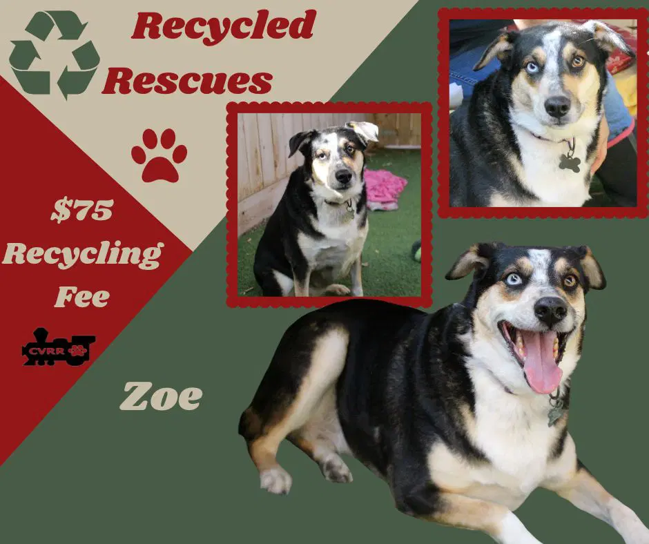 Zoe Recycle - Husky