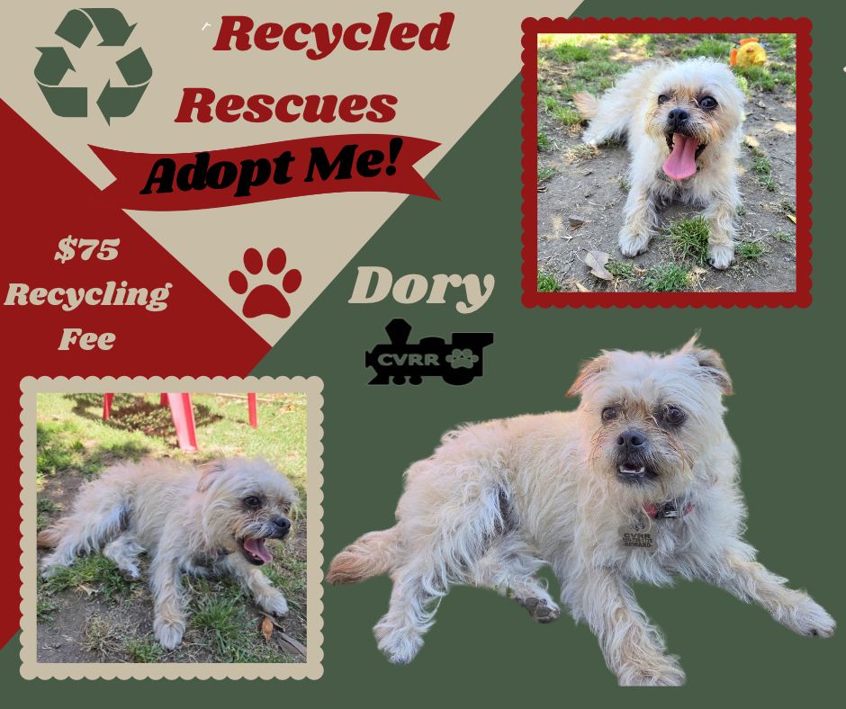 Dory (Recycle), Shih Tzu