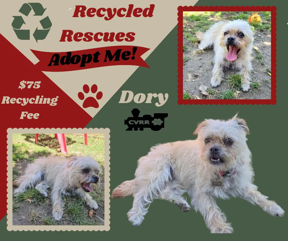 Dory Recycle - Shih Tzu