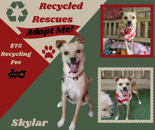 Skylar(Recycle), an adoptable dog